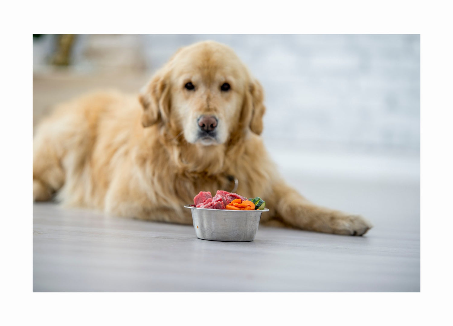 Delicious Doggy Meals - (Min Spend Applies)
